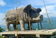 उदयपुरकाे बेलका नगरपालिका-७ मैनामैनीमा सुँगुरको प्रतिमा निर्माण