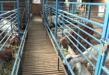 कतारमा महिनाको एक लाखको जागिर छाडेर नेपालमै बाख्रापालन