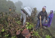 मुक्कुमलुङ क्षेत्रमा सरकारले रुख काट्याे, पहिचानवादीले विरुवा राेपे