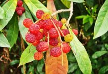 चैतमा पाक्ने काफल पुसमै पाक्याे