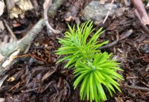 मुक्कुमलुङमा दाेस्राे चरणकाे वृक्षारोपण